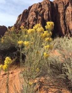 Rabbitbrush