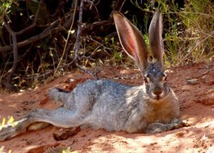 Black-tailed Jackrabbit