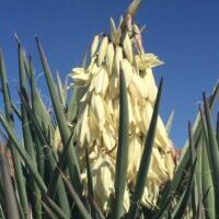 Yucca, Banana or Datil