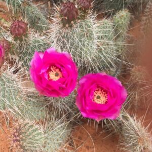 Cactus, Mojave Prickly Pear
