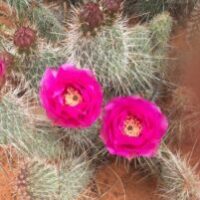 Cactus, Mojave Prickly Pear
