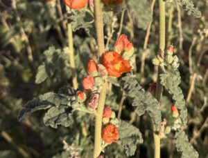 Early signs of Spring